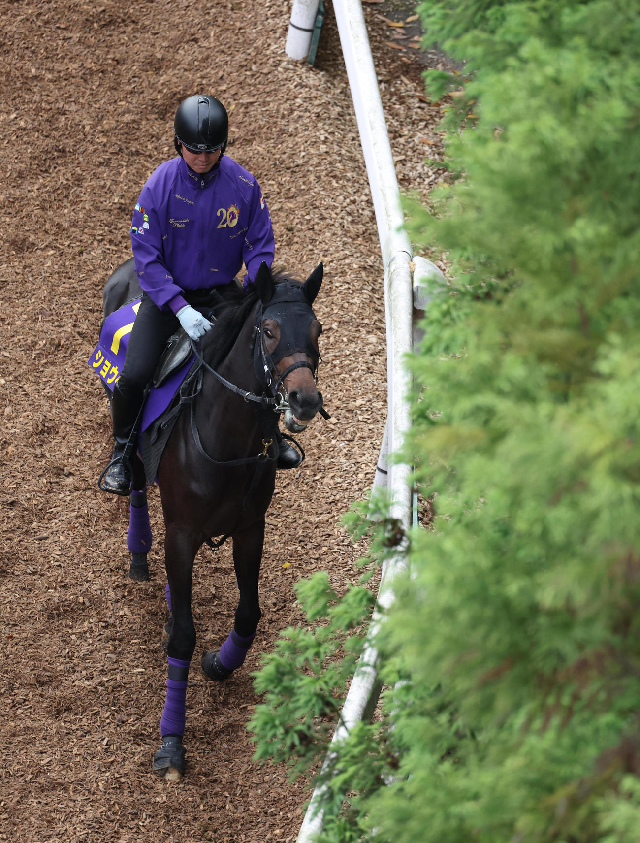 逍遥馬道で運動するショウヘイ（撮影・白石智彦）