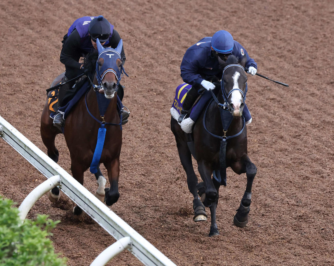 マスカレードボール（右）は嶋田騎手を背に美浦坂路でレッドベルダンスと併せて追い切られた（撮影・丹羽敏通）