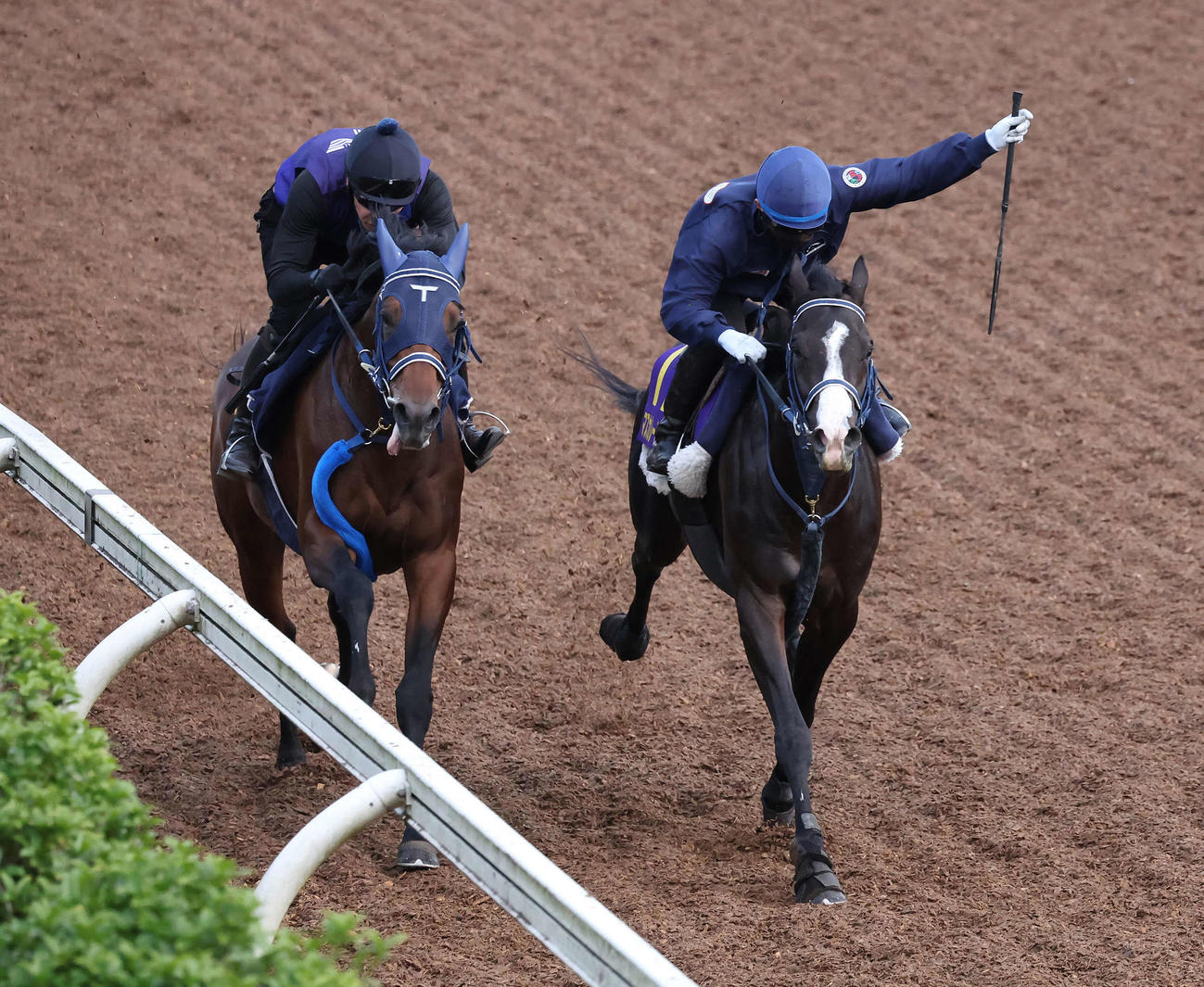 マスカレードボール（右）は嶋田騎手を背に美浦坂路でレッドベルダンスと併せて追い切られた（撮影・丹羽敏通）