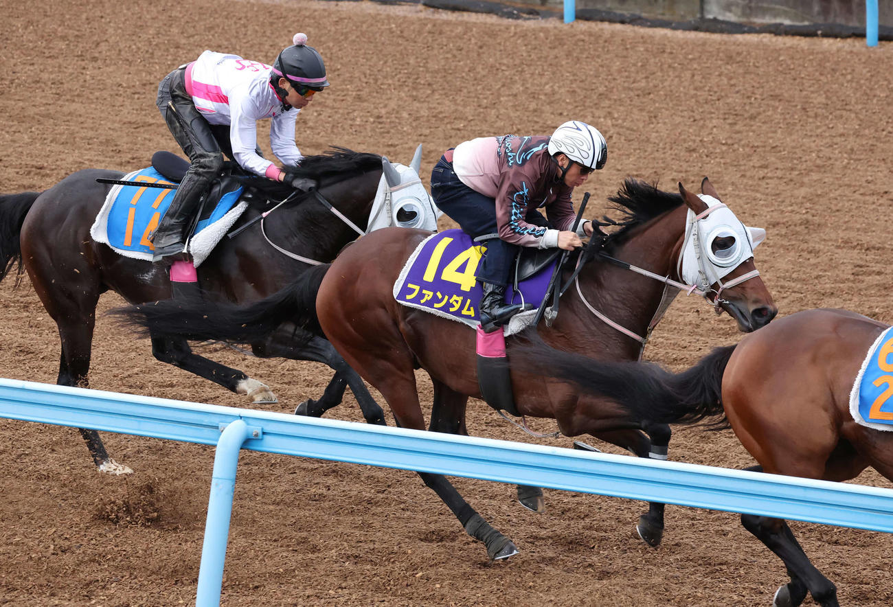3戦無敗のファンダム（中央）は北村宏騎手を背に美浦ウッドを3頭併せで追い切られた（撮影・丹羽敏通）
