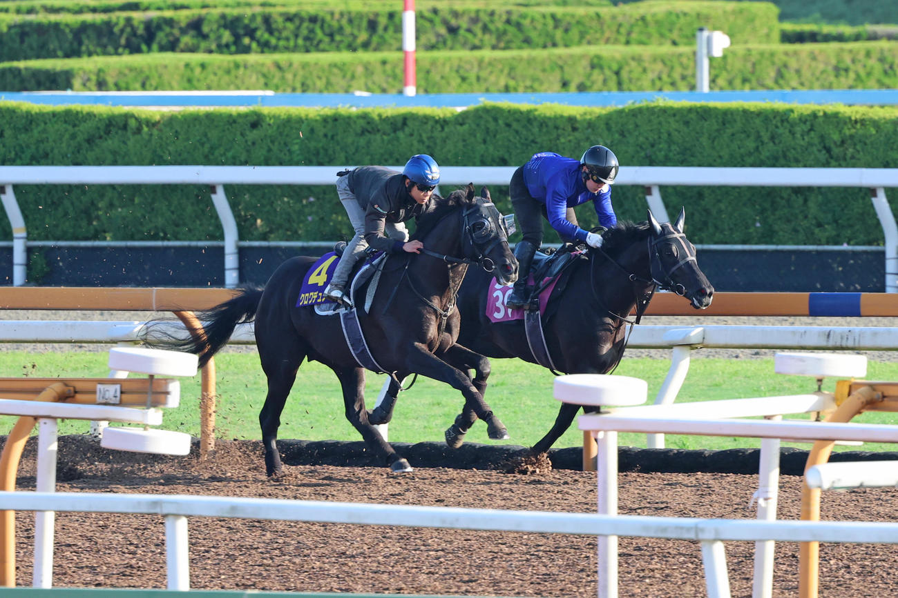 CWコースでホーリーブラッサム（右）と併せて追い切られたクロワデュノール