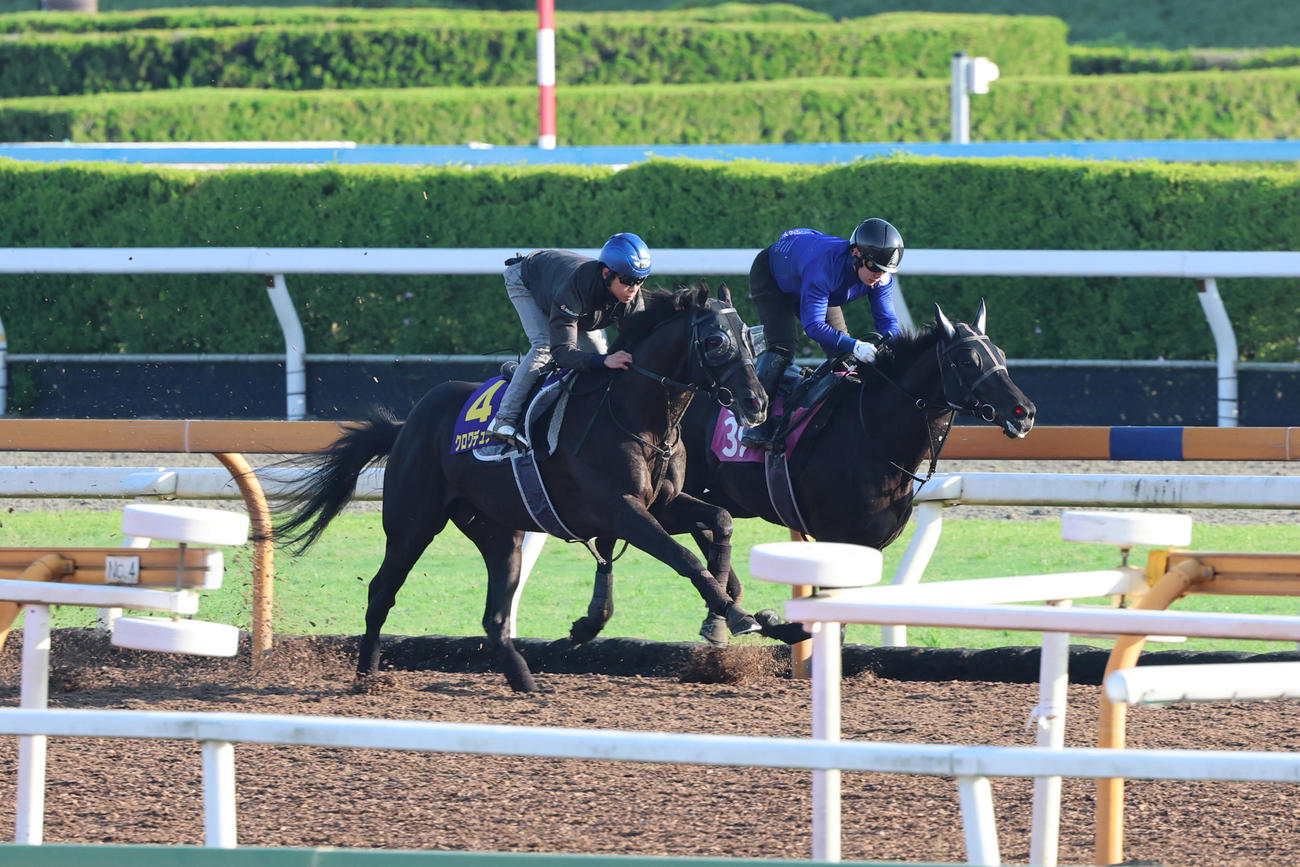 CWコースでホーリーブラッサム（右）と併せて追い切られたクロワデュノール