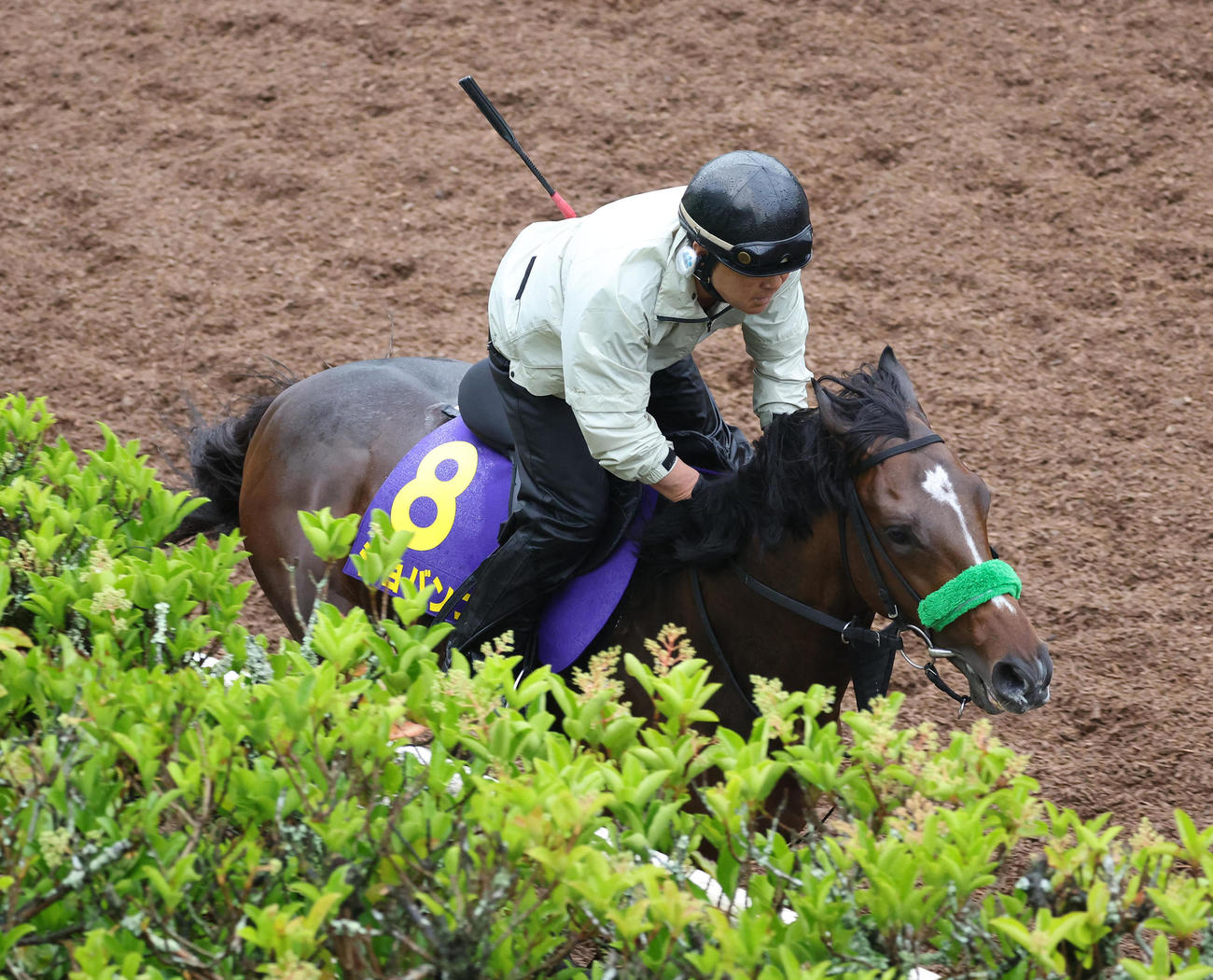 25日、坂路で追い切るジョバンニ