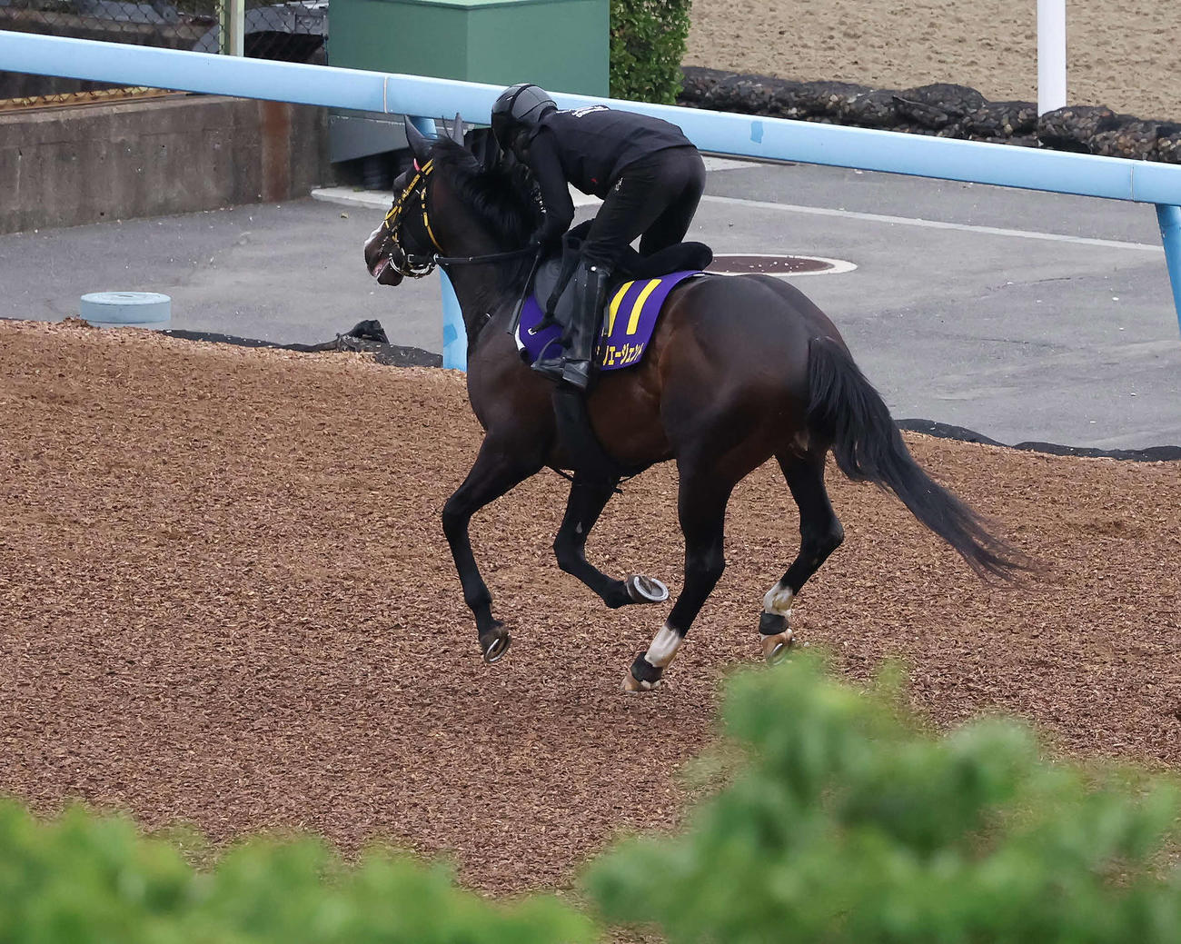 美浦ウッドで運動するニシノエージェント（撮影・丹羽敏通）