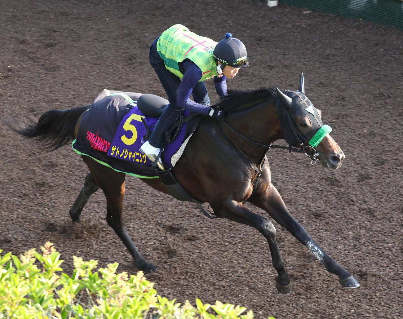 坂路を単走で追い切るサトノシャイニング（撮影・白石智彦）