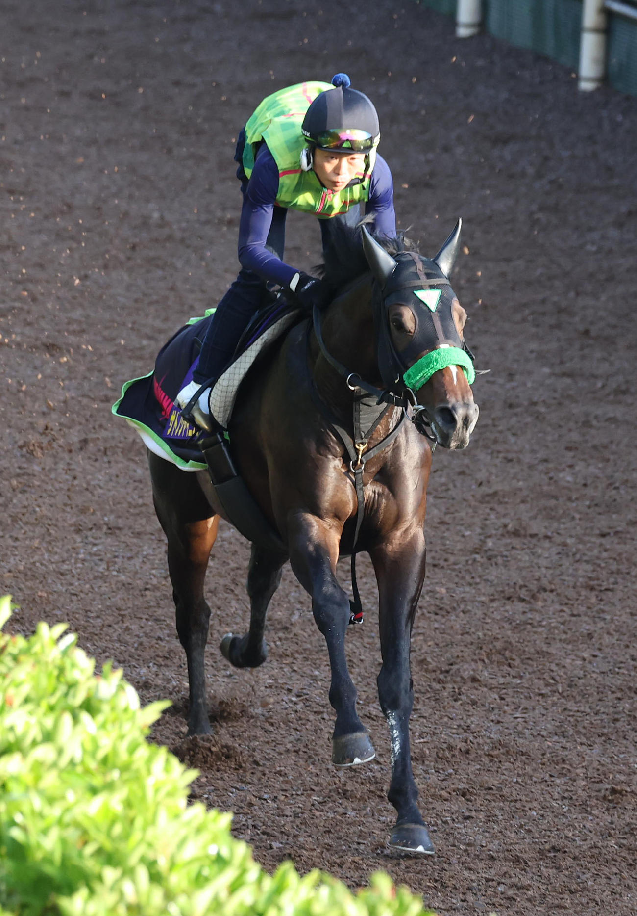 坂路を単走で追い切るサトノシャイニング（撮影・白石智彦）