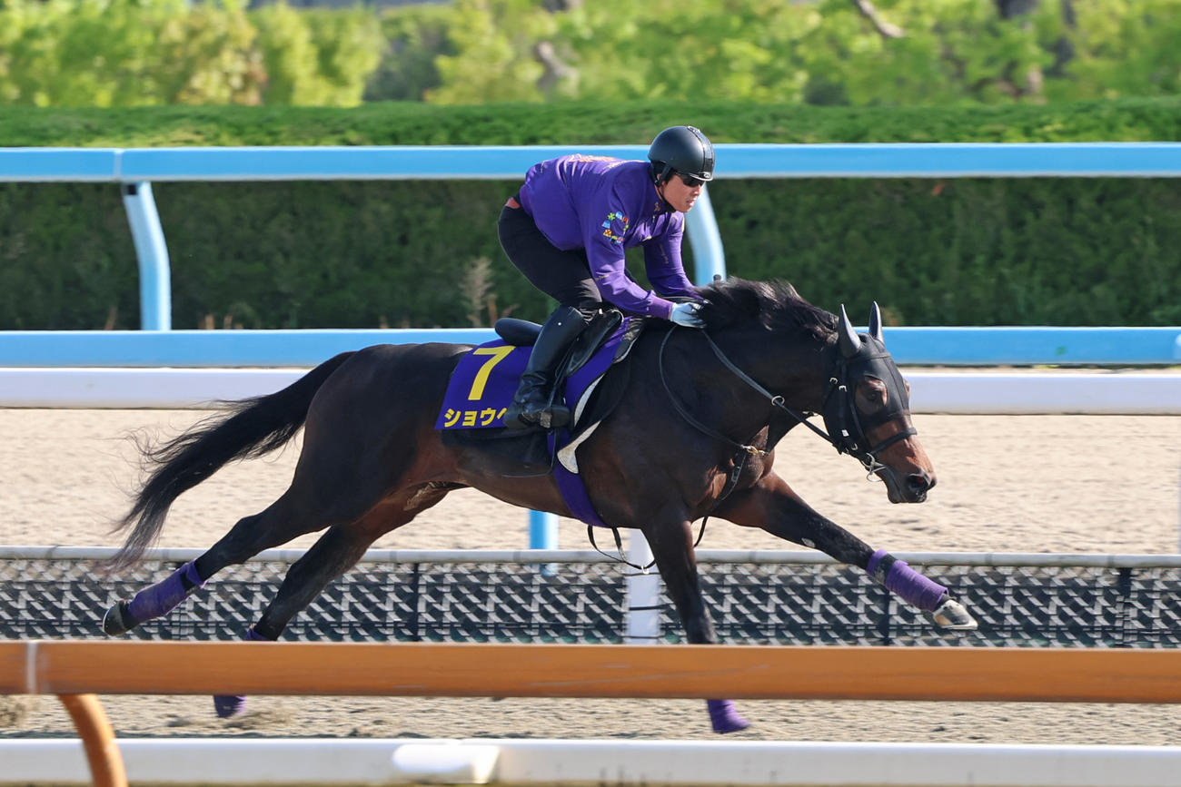 ポリトラックコースで抜群の伸び脚を見せたショウヘイ