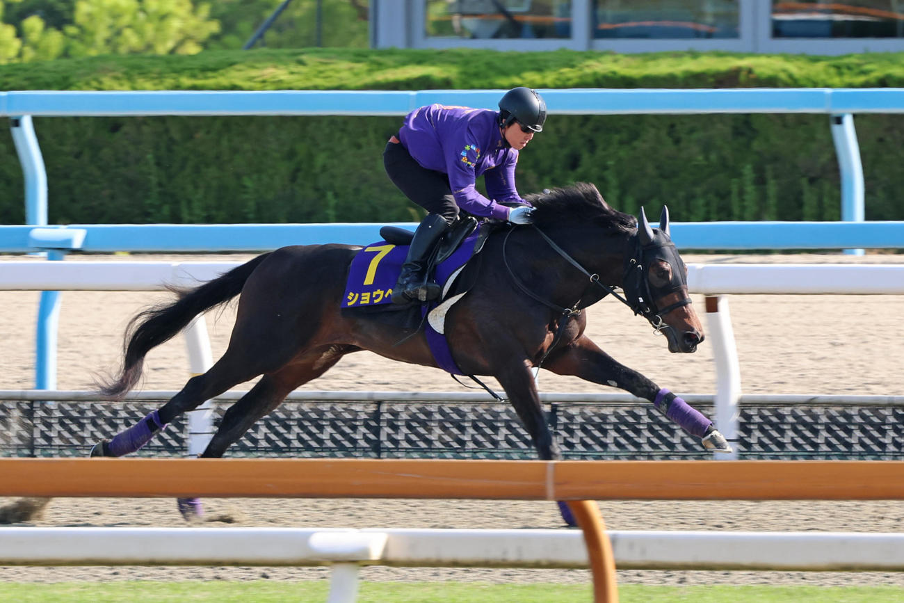 ポリトラックコースで抜群の伸び脚を見せたショウヘイ