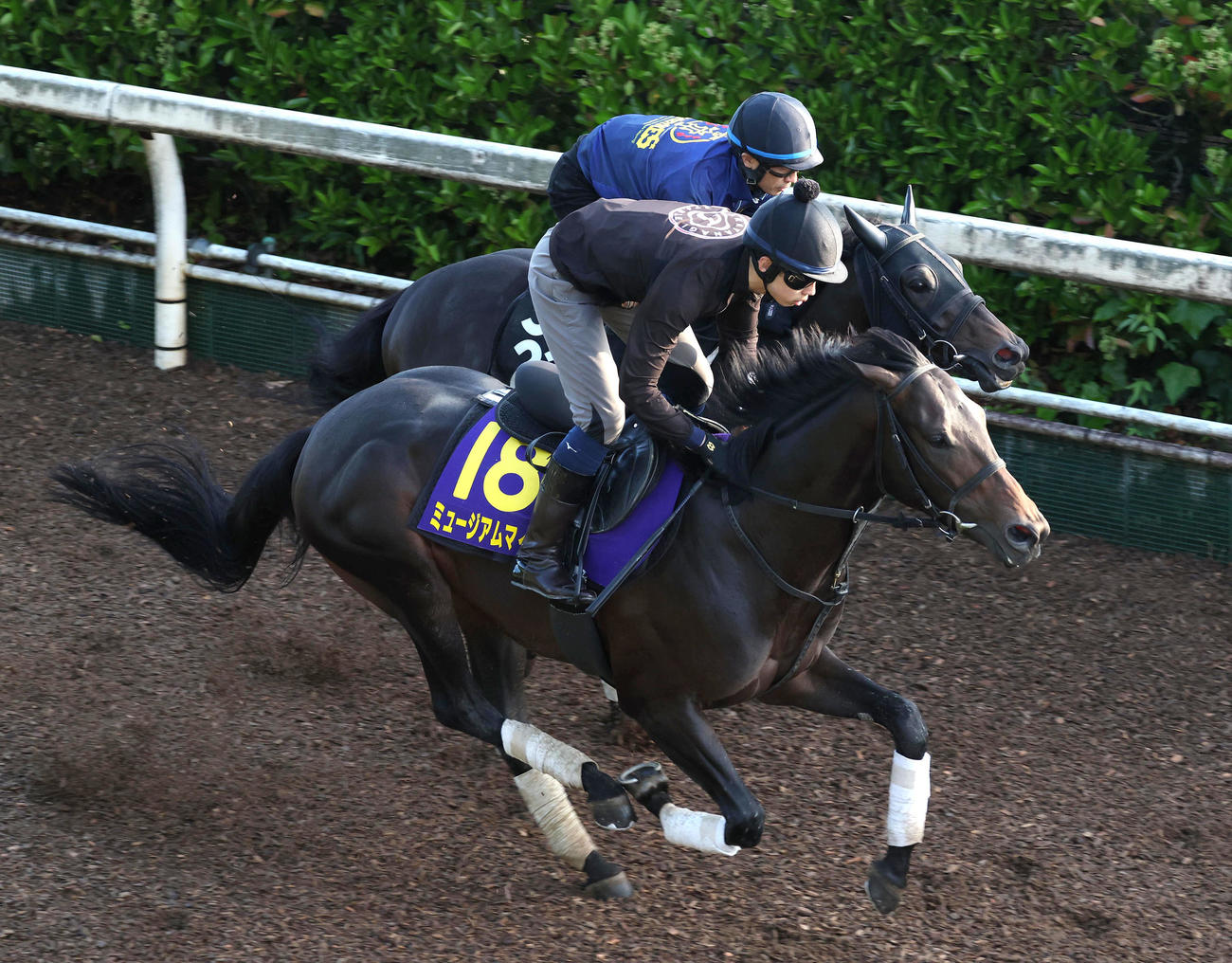 坂路をスピリットライズ（奥）と併せ馬で追い切るミュージアムマイル（撮影・白石智彦）