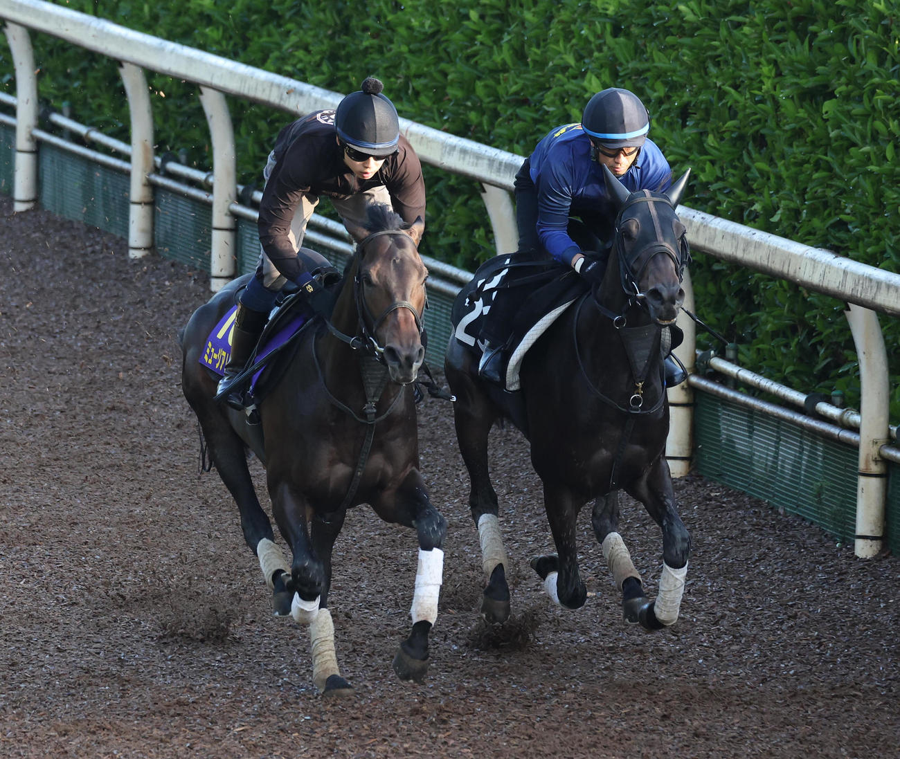坂路をスピリットライズ（右）と併せ馬で追い切るミュージアムマイル（撮影・白石智彦）