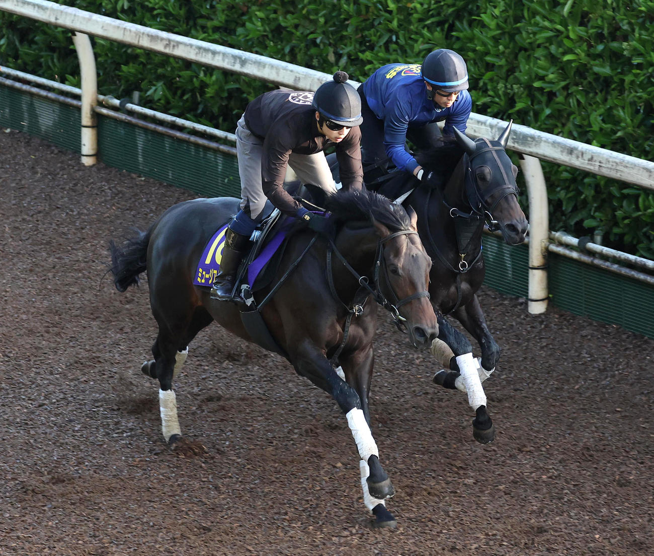 坂路をスピリットライズ（右）と併せ馬で追い切るミュージアムマイル（撮影・白石智彦）