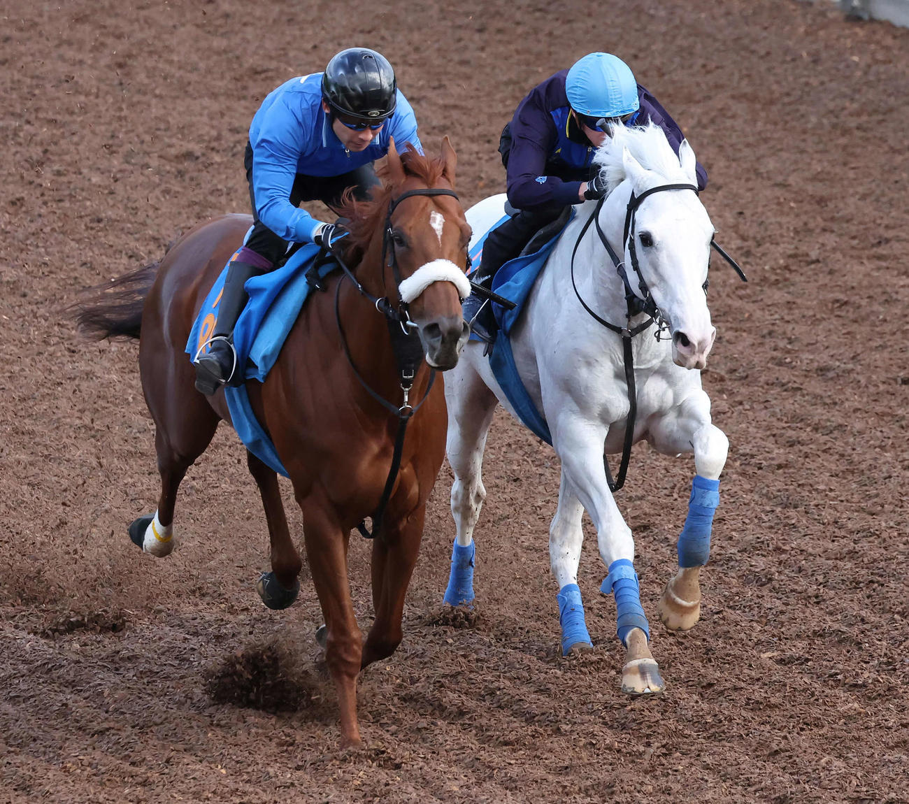 ハヤヤッコ（右）は美浦坂路でダノンストラーダと併せて追い切られた（撮影・丹羽敏通）