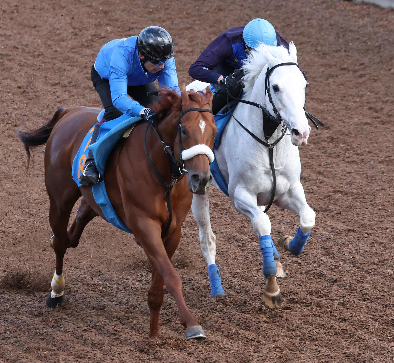 ハヤヤッコ（右）は美浦坂路でダノンストラーダと併せて追い切られた（撮影・丹羽敏通）