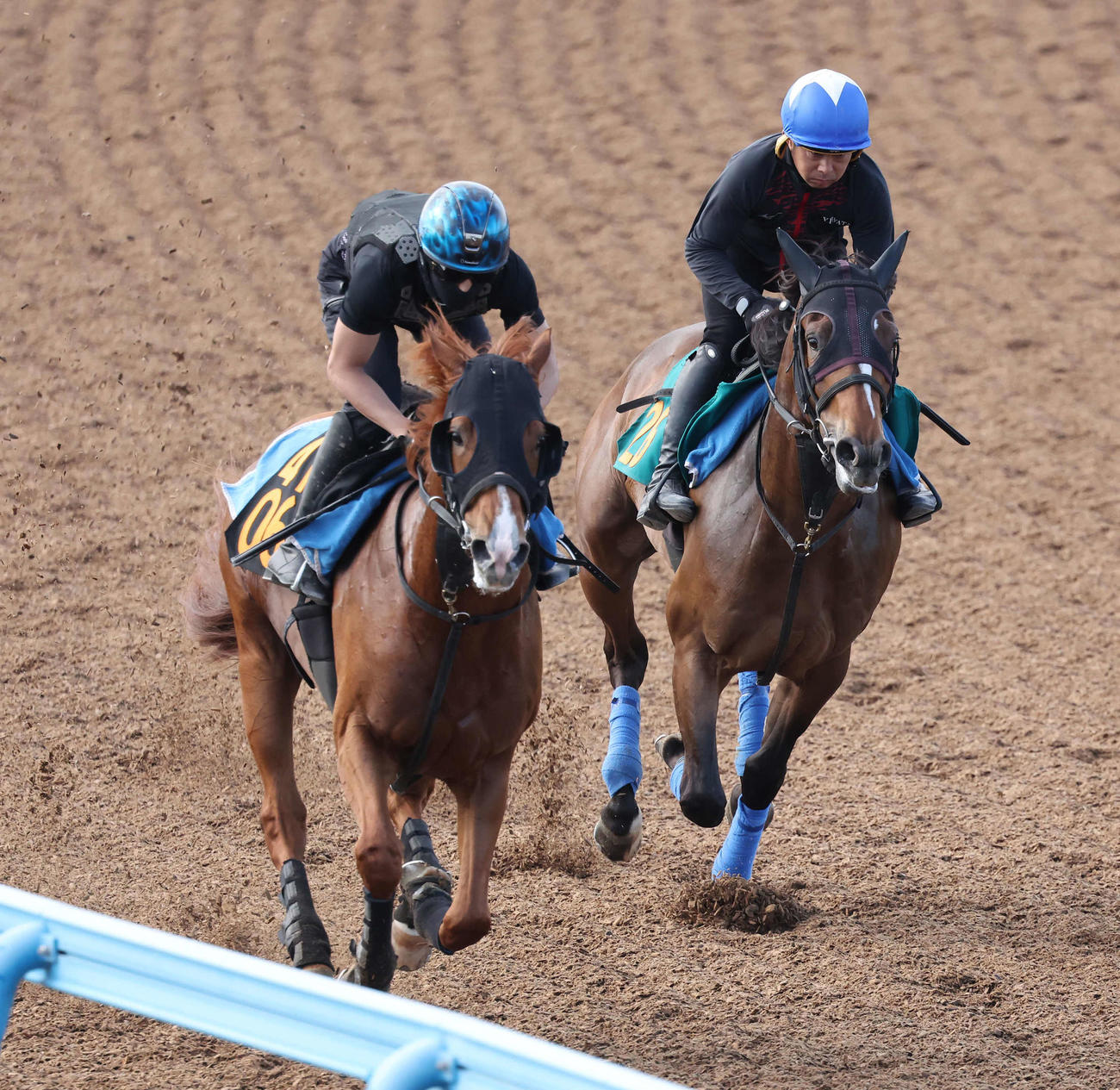 デビュー戦に向けてテンユウ（右）は美浦ウッドで岩田康騎手を背にパブリックスフィアと併せて追い切られた