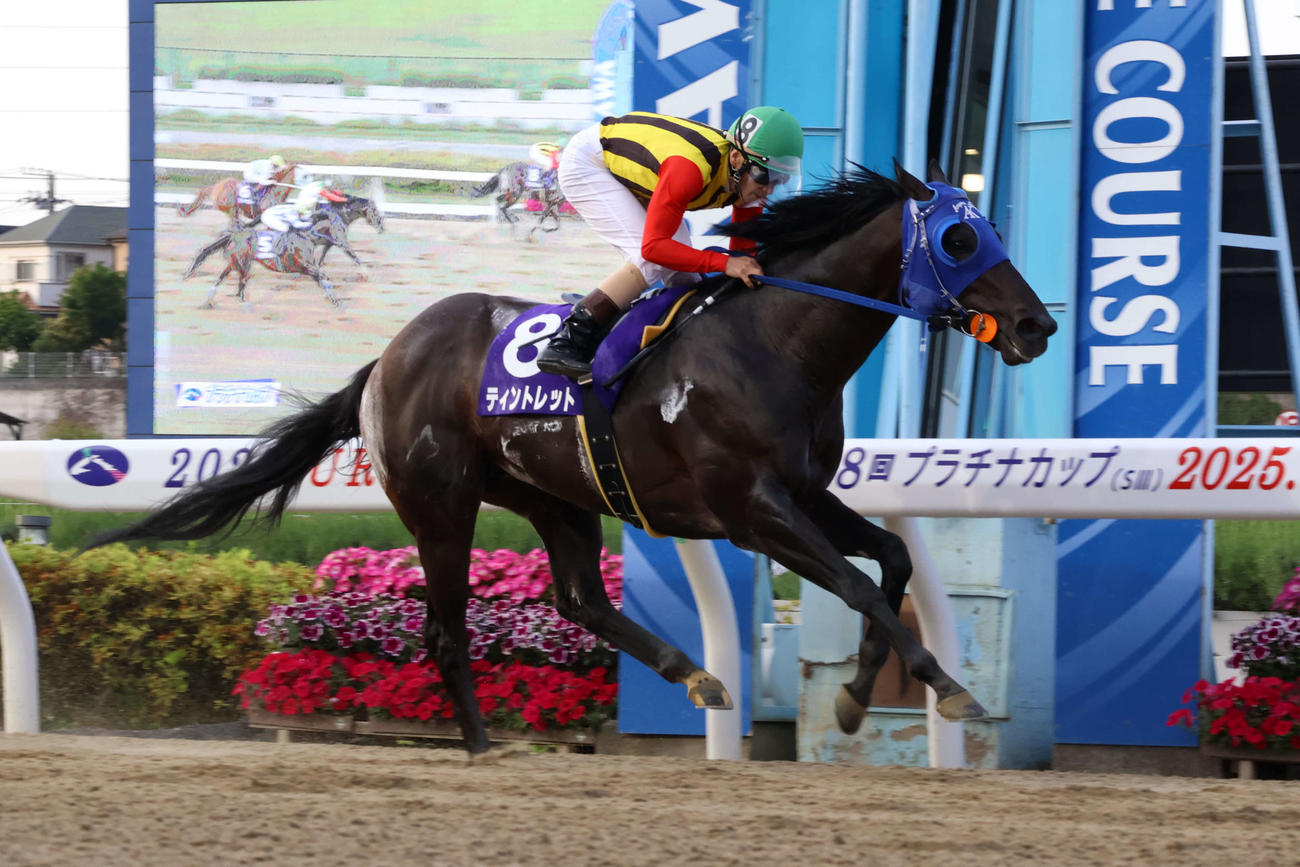 4コーナーで先頭に立ちプラチナCを制したティントレットと矢野騎手