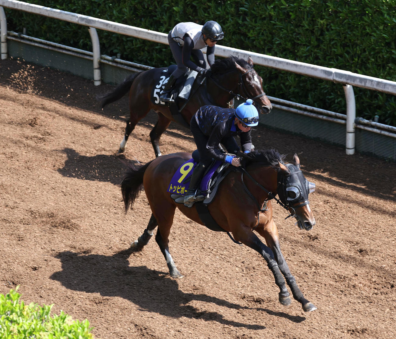 坂路をメイショウカジボウ（左）と併せ馬で追い切るトッピボーン（撮影・白石智彦）
