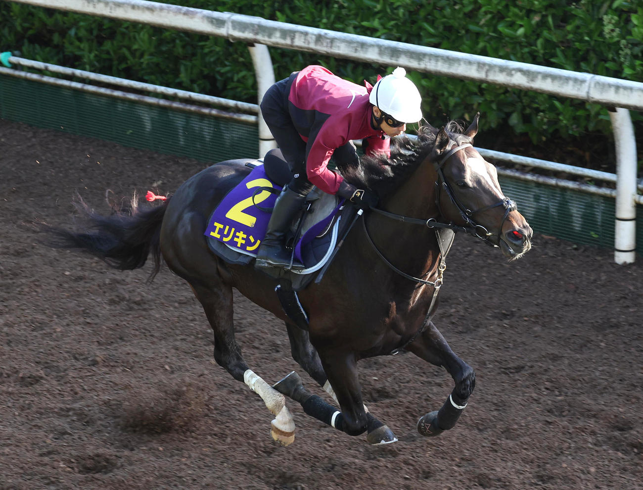 坂路を単走で追い切るエリキング（右）（撮影・白石智彦）