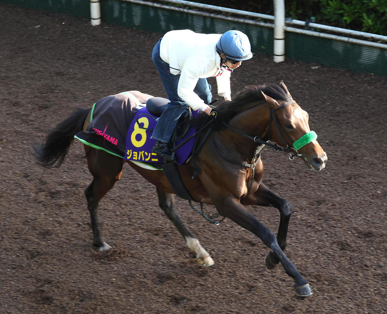 泉谷騎手を背に坂路を単走で追い切るジョバンニ（撮影・白石智彦）