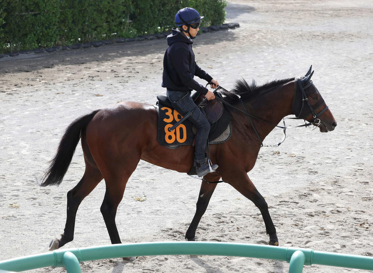 馬場へ向かうポッドベイダーと荻野極騎手（撮影・丹羽敏通）