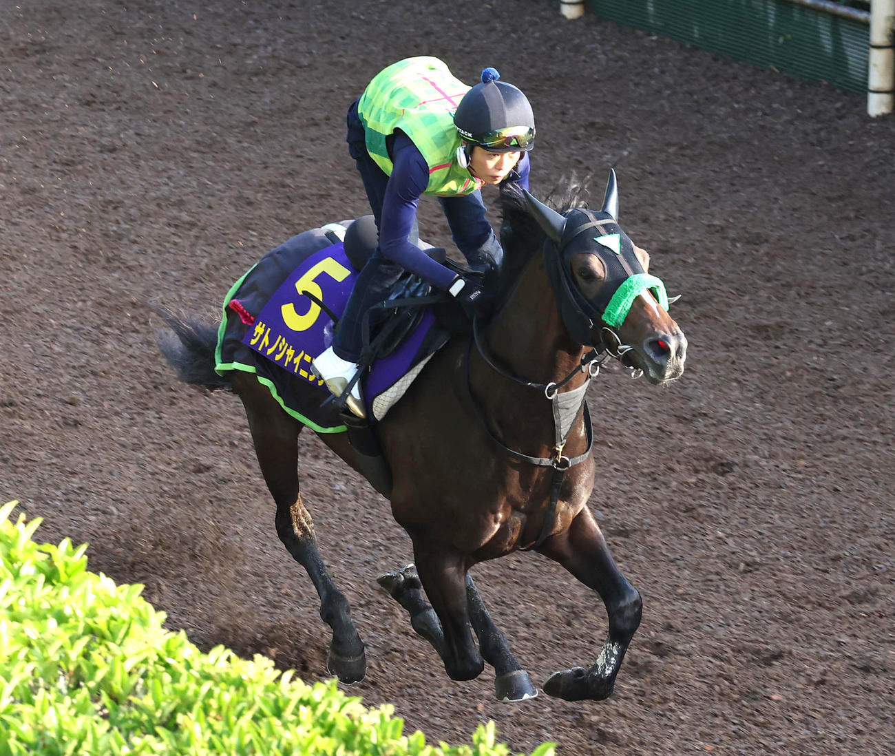 坂路を単走で追い切るサトノシャイニング（撮影・白石智彦）