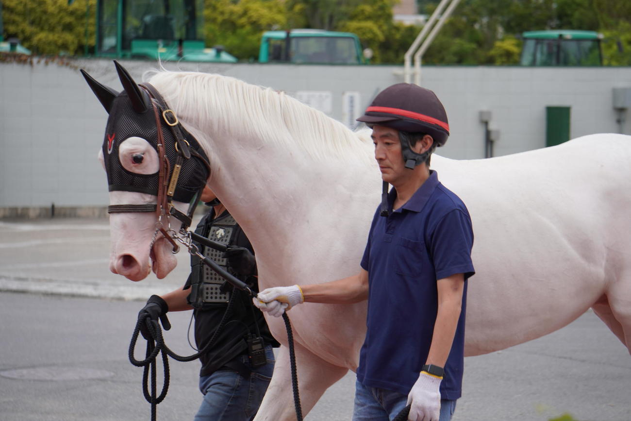 5月29日、美浦トレセンに入厩した白毛馬スーホ