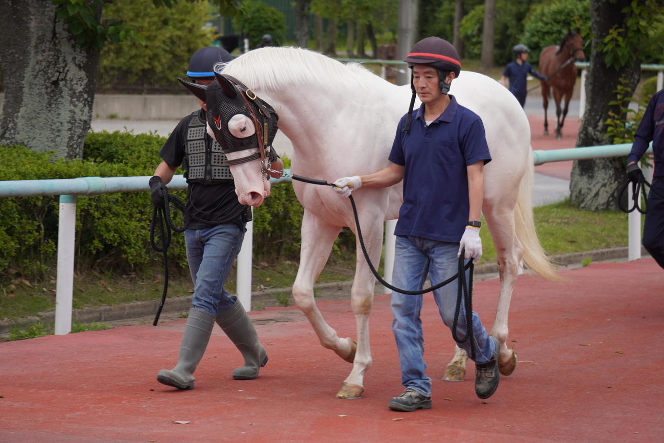 5月29日、美浦トレセンに入厩した白毛馬スーホ