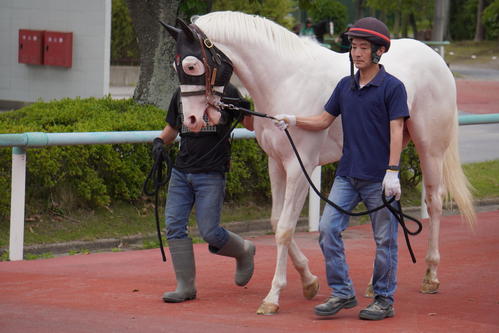 爆笑問題のウマでもわかる競馬基礎講座①　トレセンへ行くの巻　VHS 1・9億円の白毛馬スーホが美浦トレセン入厩、ゲート合格目指す／2歳