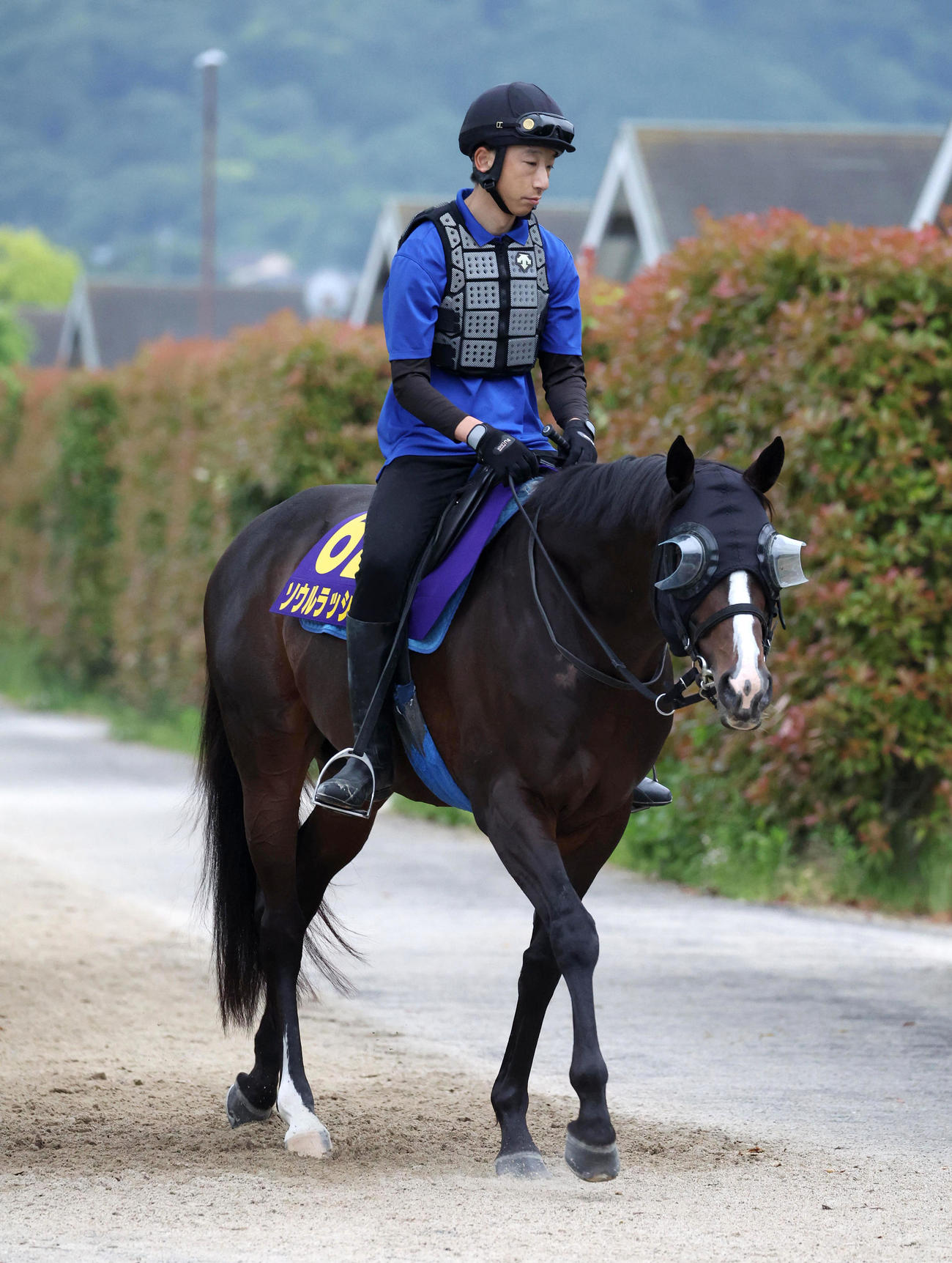 厩舎周りで運動するソウルラッシュ（撮影・白石智彦）