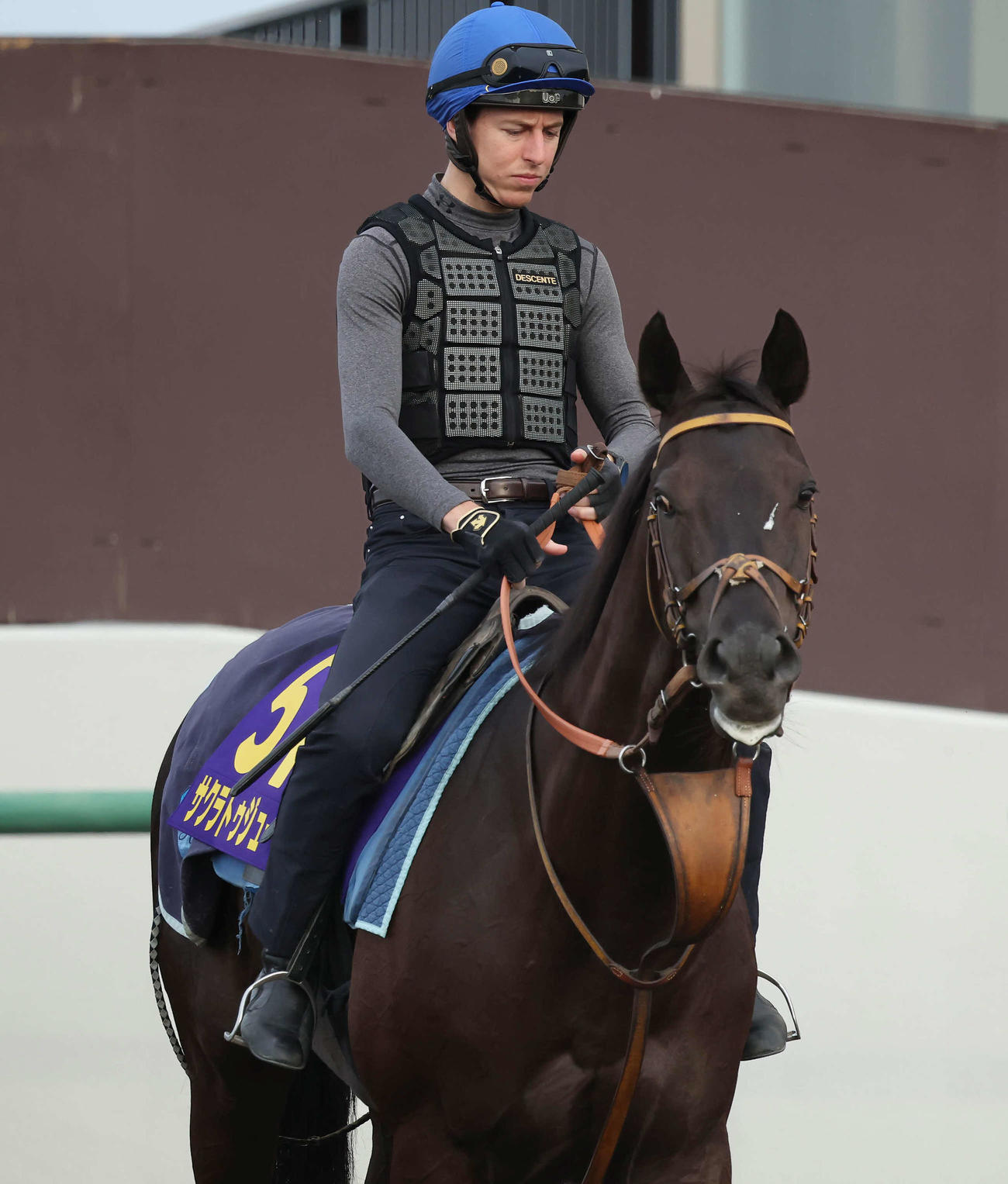 レーン騎手騎乗で馬場へ向かうサクラトゥジュール（撮影・丹羽敏通）