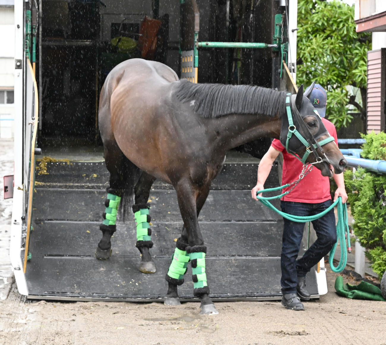 東京競馬場に到着したサトノシャイニング（撮影・千葉一成）