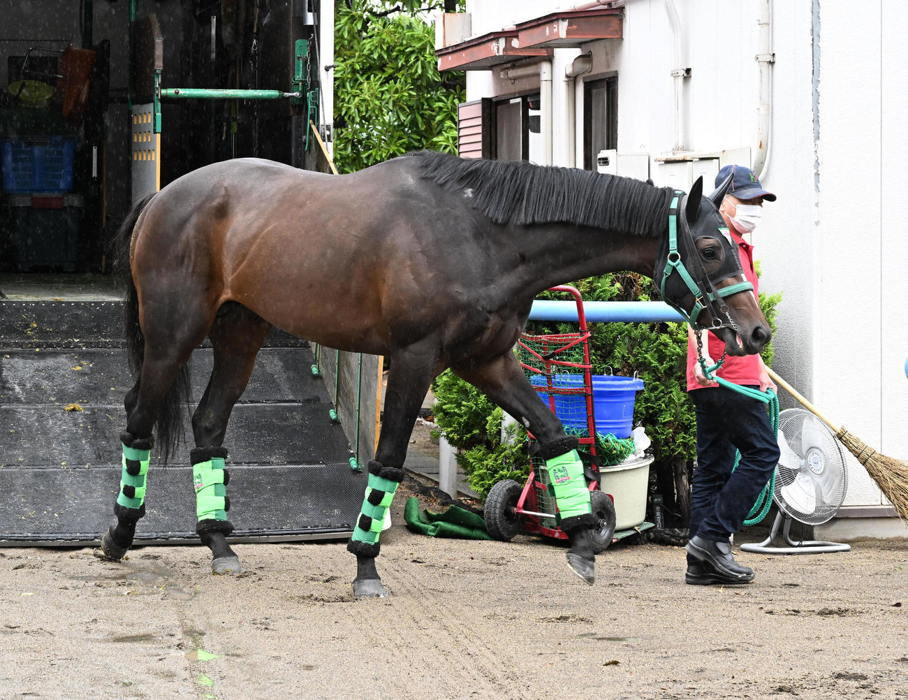 東京競馬場に到着したサトノシャイニング（撮影・千葉一成）