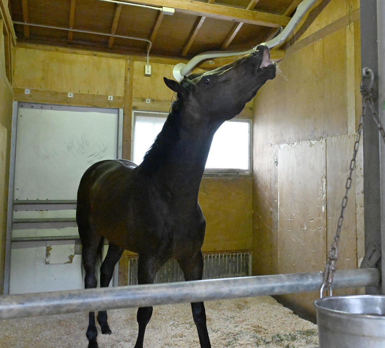 東京競馬場に到着し、馬房でくつろぐサトノシャイニング（撮影・千葉一成）