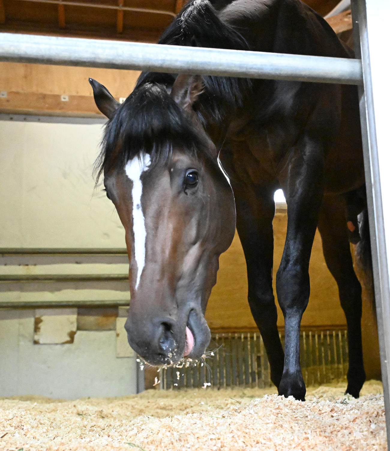 東京競馬場に到着し、馬房でくつろぐサトノシャイニング（撮影・千葉一成）