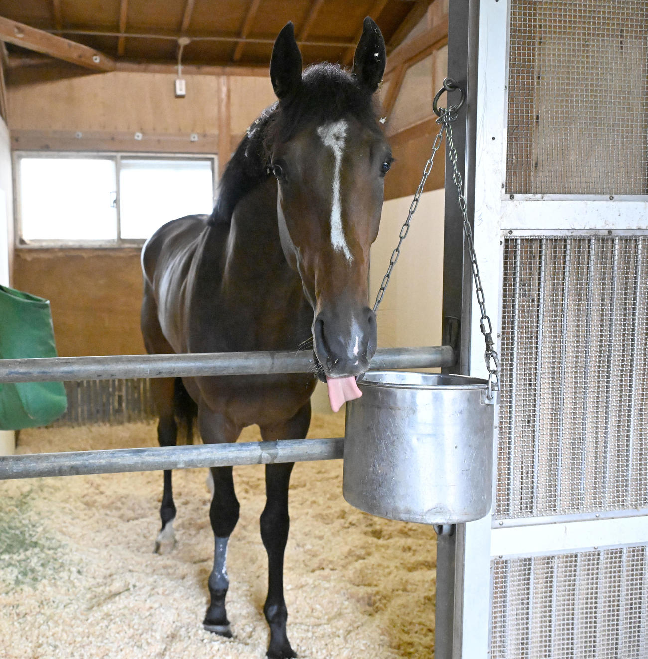 東京競馬場に到着し、馬房でくつろぐジョバンニ（撮影・千葉一成）