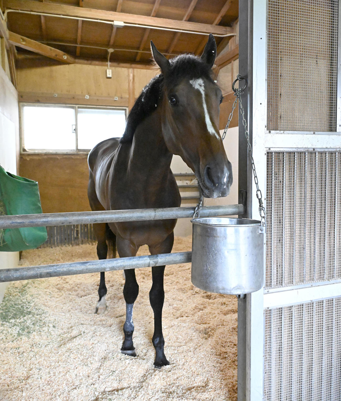 東京競馬場に到着し、馬房でくつろぐジョバンニ（撮影・千葉一成）
