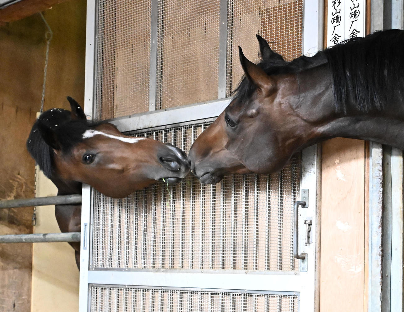 東京競馬場に到着し、馬房で互いに顔を近づけるサトノシャイニング（右）とジョバンニ（撮影・千葉一成）
