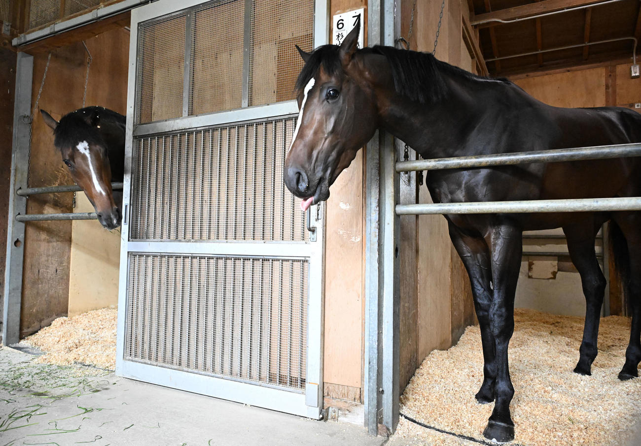 東京競馬場に到着し、馬房でくつろぐサトノシャイニング（右）とジョバンニ（撮影・千葉一成）