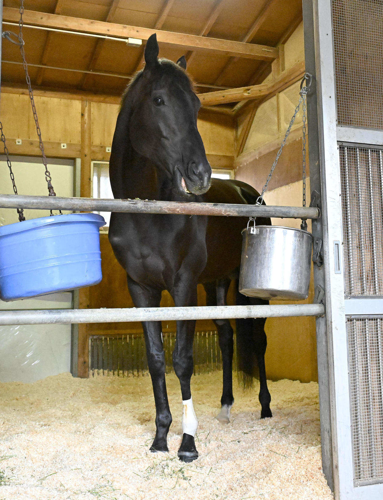 東京競馬場に到着し、馬房でくつろぐクロワデュノール（撮影・千葉一成）