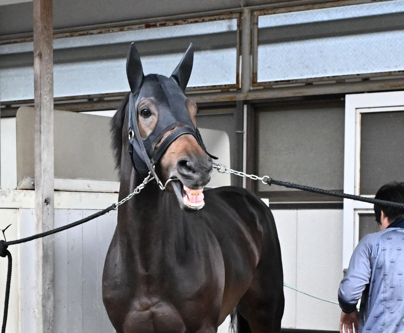 東京競馬場に到着したショウヘイ（撮影・千葉一成）