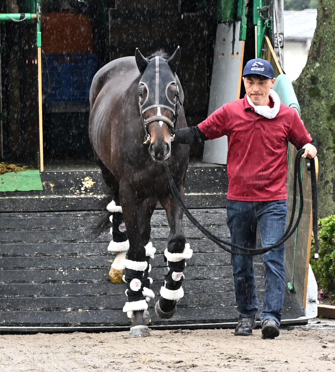 東京競馬場に到着したエリキング（撮影・千葉一成）