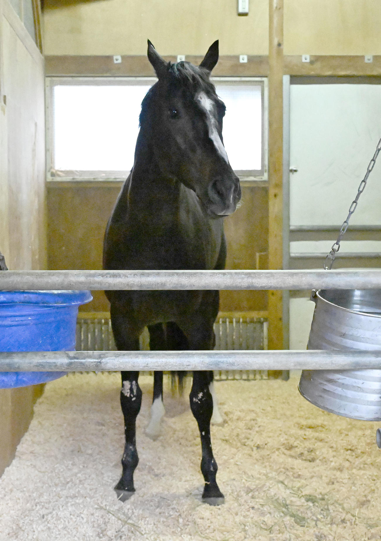 東京競馬場に到着し、馬房でくつろぐエリキング（撮影・千葉一成）
