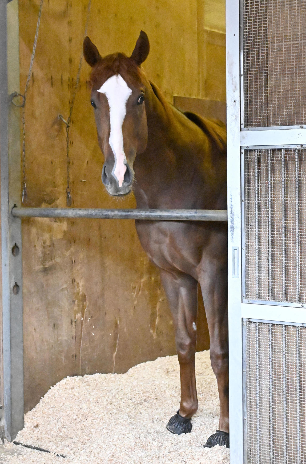東京競馬場に到着し、馬房から顔をのぞかせるミュージアムマイル（撮影・千葉一成）