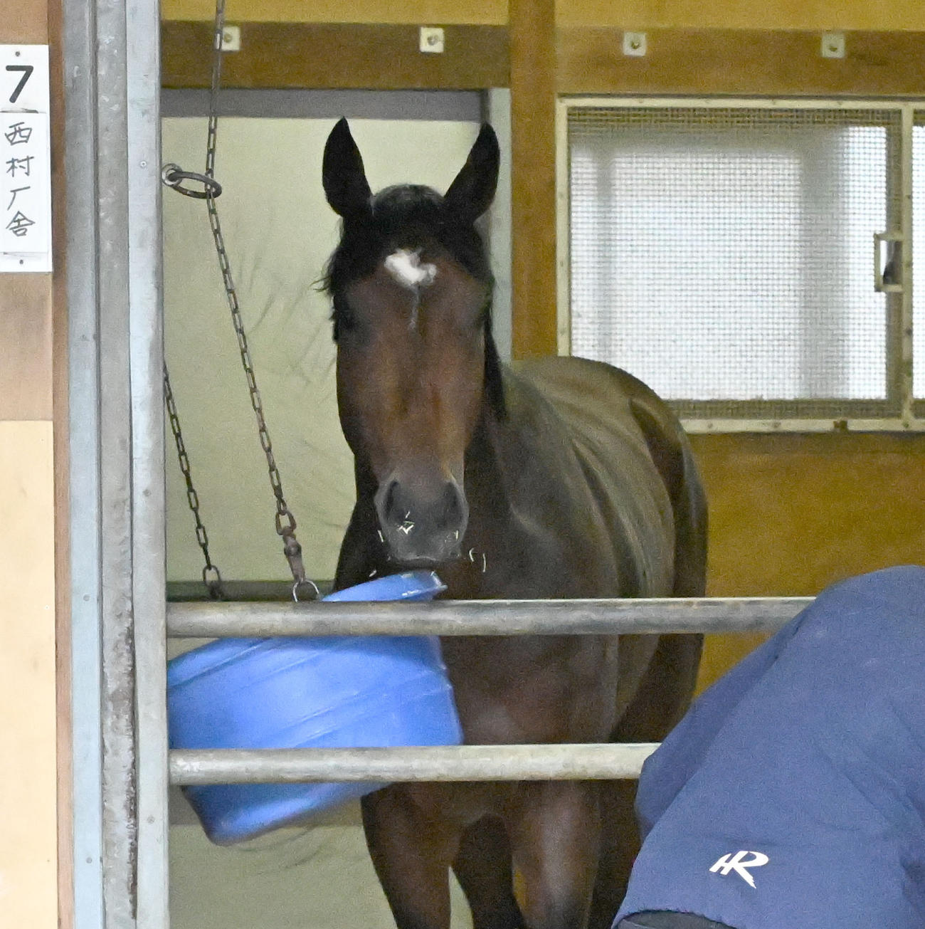 東京競馬場に到着し、馬房に入ったファウストラーゼン（撮影・千葉一成）