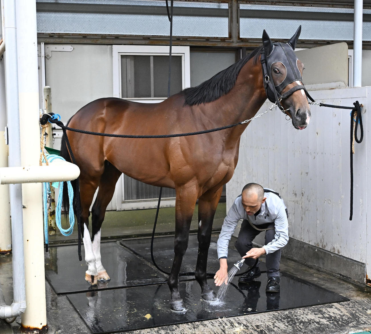 東京競馬場に到着したトッピボーン（撮影・千葉一成）