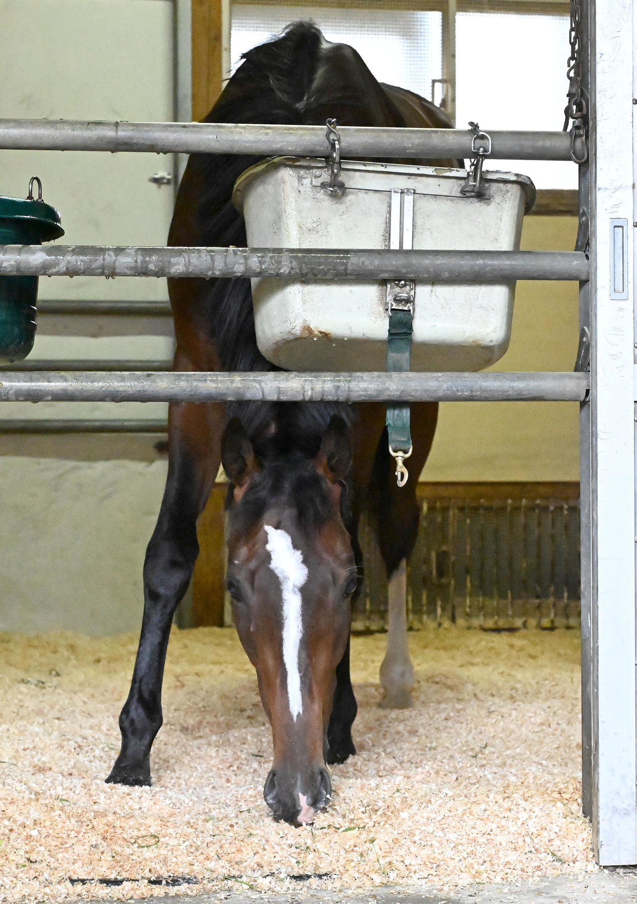 東京競馬場に到着、馬房で飼い葉を食べるトッピボーン（撮影・千葉一成）