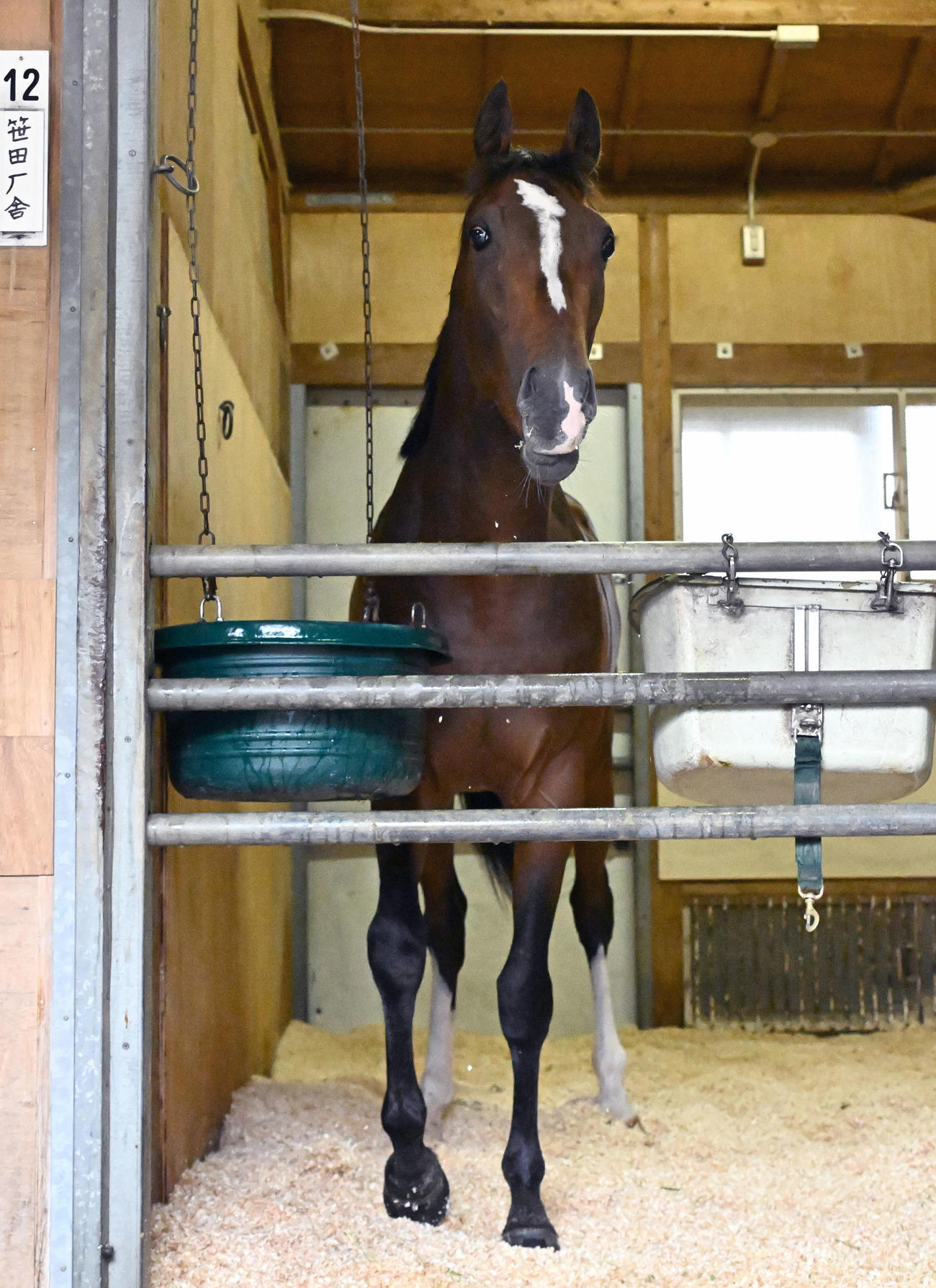 東京競馬場に到着し、馬場でくつろぐトッピボーン（撮影・千葉一成）