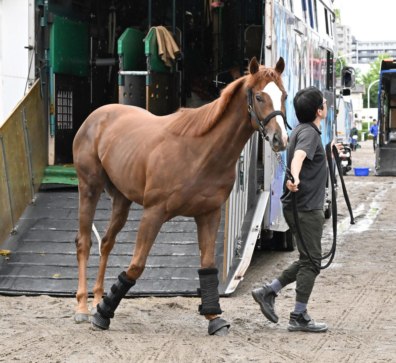 東京競馬場に到着したレディネス（撮影・千葉一成）