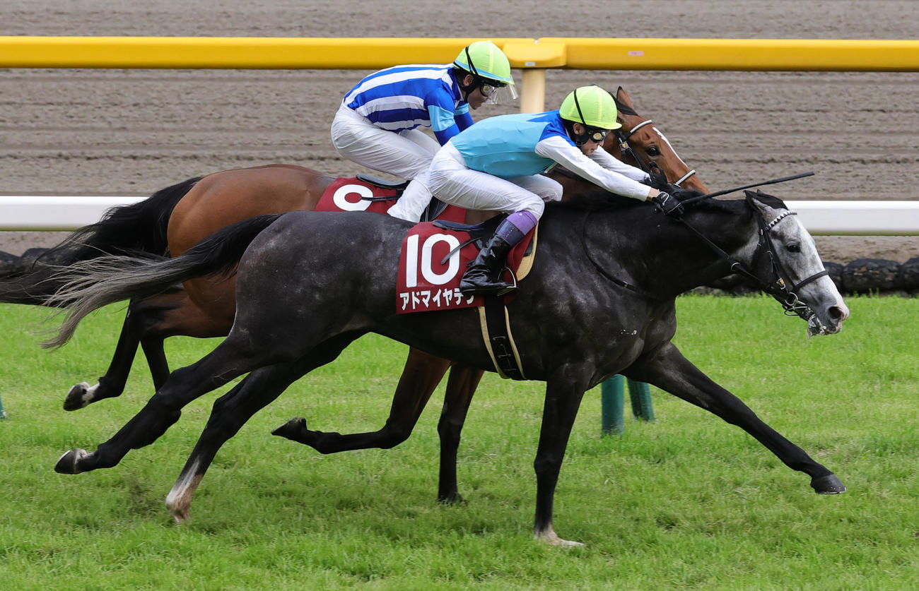 目黒記念を制した武豊騎乗のアドマイヤテラ（撮影・野上伸悟）