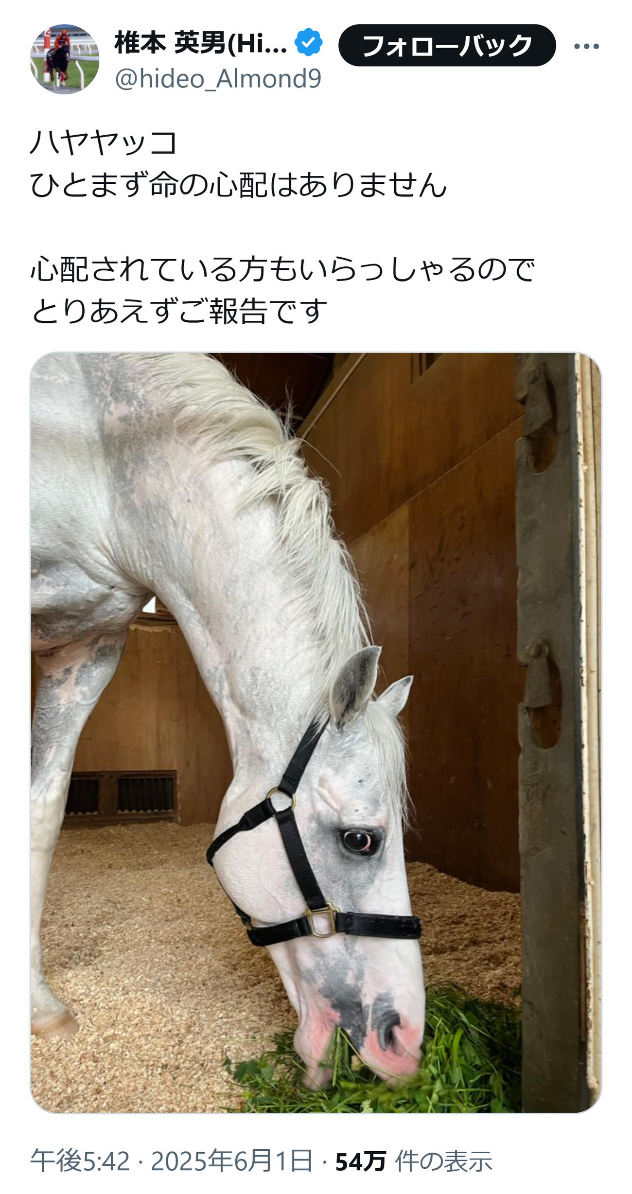 ハヤヤッコ、命の心配はありません（国枝厩舎・椎本助手のXから）