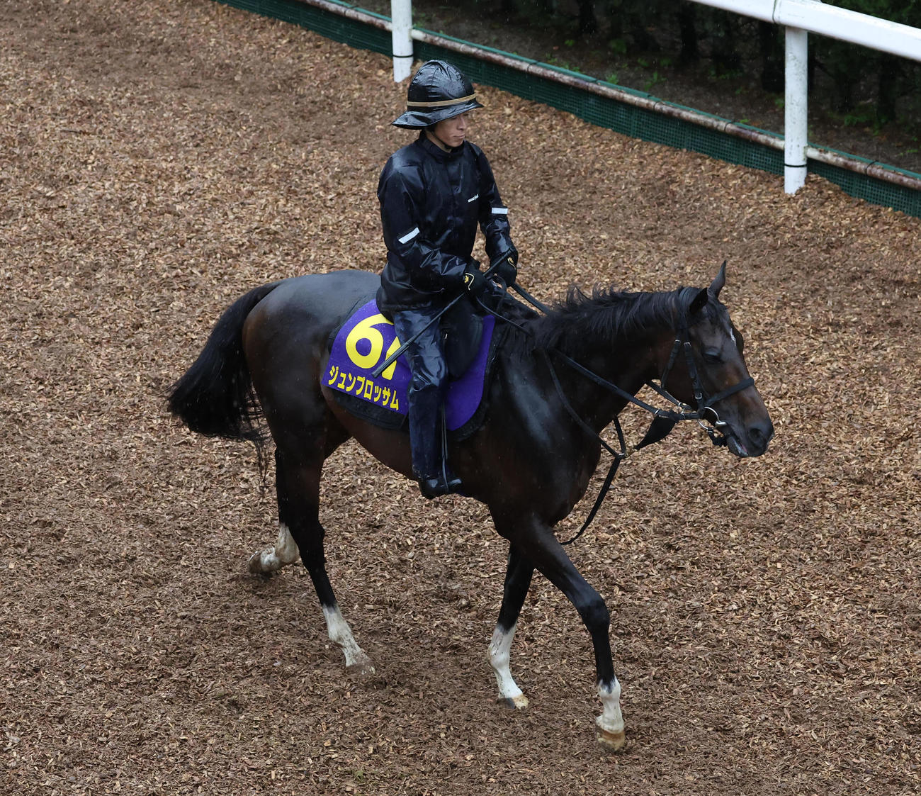 逍遥馬道で運動するジュンブロッサム（撮影・白石智彦）